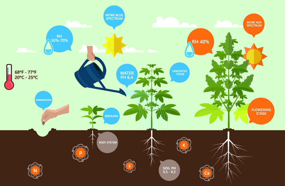 Growing 101: A Journey from Seed to Bud